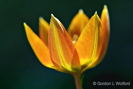 Backlit Orange Tulip_48544.jpg - Photographed in Ottawa, Ontario - the Capital of Canada.